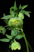Ελλεβορος (Helleborus cyclophyllus) στο Παρνασσο