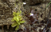 Pinguicula crystallina sudsp. hirtiflora εντομοφαγο φυτο που παγιδευει μικρα εντομα στα κολλωδη φυλλα του