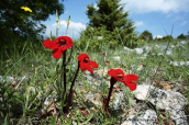Phelypaea coccinea στις Πρεσπες