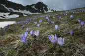 Κροκοι (Crocus veluchensis) στο ορος Περιστερι στη Πινδο