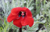 Phelypaea coccinea στις Πρεσπες