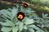 Παιωνια (Paeonia parnassica) στο Παρνασσο