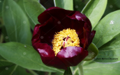 Παιωνια (Paeonia parnassica) στο Παρνασσο
