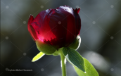 Παιωνια (Paeonia parnassica) στο Παρνασσο