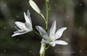 Anthericum liliago