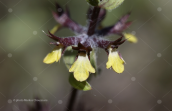 Τσαι βλαχικο (Sideritis montana)