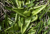 Pinguicula balcanica στα Βαρδουσια