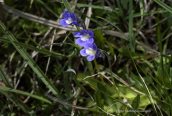 Pinguicula balcanica στα Βαρδουσια