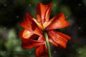 Lilium chalcedonicum στην Οιτη