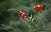 Lilium chalcedonicum στην Οιτη