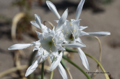 Pancratium maritimum στη λιμνοθαλασσα Μεσολογγιου
