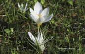 Κροκος (Crocus cancellatus ssp mazziaricus) και Κολχικο (Colchicum atticum) μοιραζονται τον ιδιο χωρο  Νοεμβριος 2019 στη Αττικη
