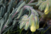 Onosma kaheirei στη Παρνηθα