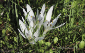 Κολχικα (Colchicum atticum) στην Αττικη