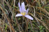 Κολχικο (Colchicum boissieri) στην Οιτη