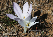 Κολχικό (Colchicum lingulatum) στη Παρνηθα