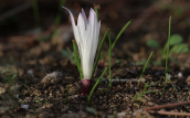 Κολχικο (Colchicum atticum) στην Αττικη