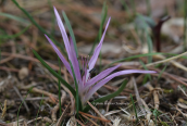 Κολχικο (Colchicum atticum) στην Αττικη