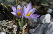 Κροκος της Αττικης (Crocus nivalis)