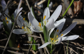 Κολχικο (Colchicum soboliferum) στην Αττικη