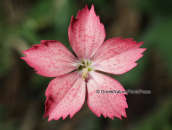 Διανθος (Dianthus biflorus) στην Οιτη
