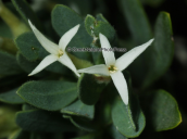 Daphne oleoides στην Οιτη
