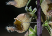 Digitalis ferruginea στην Οιτη
