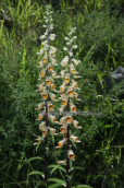 Digitalis ferruginea στην Οιτη