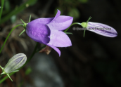 Καμπανουλα (Campanula rotundifolia) στον Ολυμπο