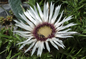 Carlina acaulis στον Ολυμπο