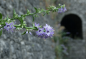 Καμπανουλα (Campanula versicolor) στο καστρο Ιωαννινων