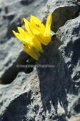 Κιτρινο κρινακι (Sternbergia lutea) στη Παρνηθα