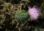 Cirsium creticum στη Παρνηθα