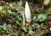 Κροκος (Crocus laevigatus) στη Παρνηθα