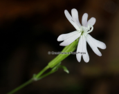 Silene sp. στη Διρφη