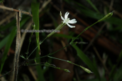 Silene sp. στη Διρφη