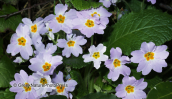 Πριμουλες (primula vulgaris ssp sibthorpii) στο Ξεροβουνι στην Ευβοια