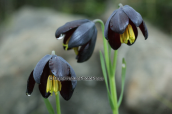 Φριτιλλαριες (Fritillaria obliqua) στην Αττικη