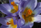 Κροκος (Crocus sieberi subsp. sublimis) στο Χελμο