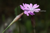 Petrorhagia dubia στον Ωρωπο