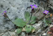 Arabis verna στη Παρνηθα