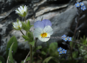 Viola sp. στη Παρνηθα