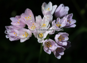 Allium roseum στο Σχινια