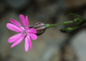 Σιληνη (Silene cretica) στη Παρνηθα