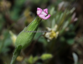 Σιληνη (Silene conica) στη Παρνηθα