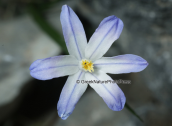 Chionodoxa nana στο Γκιγκιλο στη Κρητη