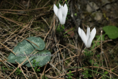 Κρητικα κυκλαμινα (Cyclamen cretica)  στο οροπεδιο του Ομαλου στη Κρητη