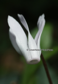 Κρητικο κυκλαμινο (Cyclamen cretica)  στο οροπεδιο του Ομαλου στη Κρητη