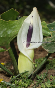 Arum idaeum στο Ψηλορειτη