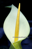Arum creticum στο Ψηλορειτη